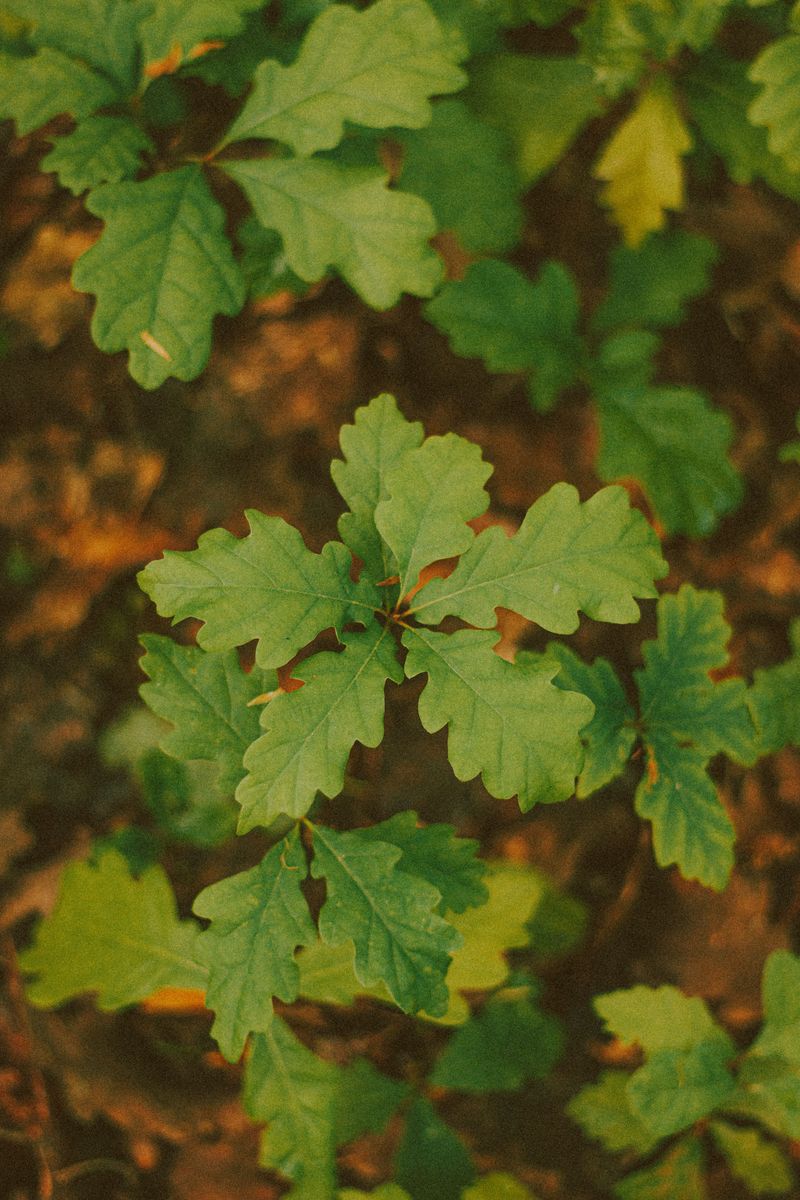 Poison Oak Poison Oak