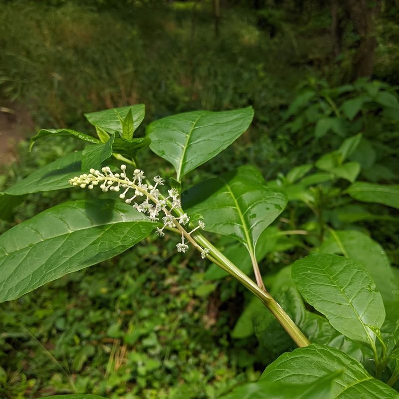 Pokeweed Has Alternate Simple Leaves And Narrow Flower Spikes Pokeweed Has Alternate Simple Leaves And Narrow Flower Spikes