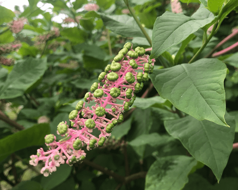 Pokeweed Returns Each Spring From A Large Taproot Pokeweed Returns Each Spring From A Large Taproot
