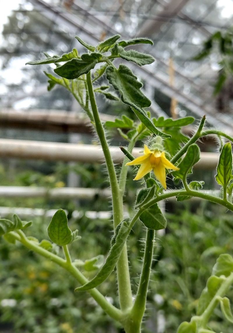 Pollen Becomes Less Effective In Heat Pollen Becomes Less Effective In Heat