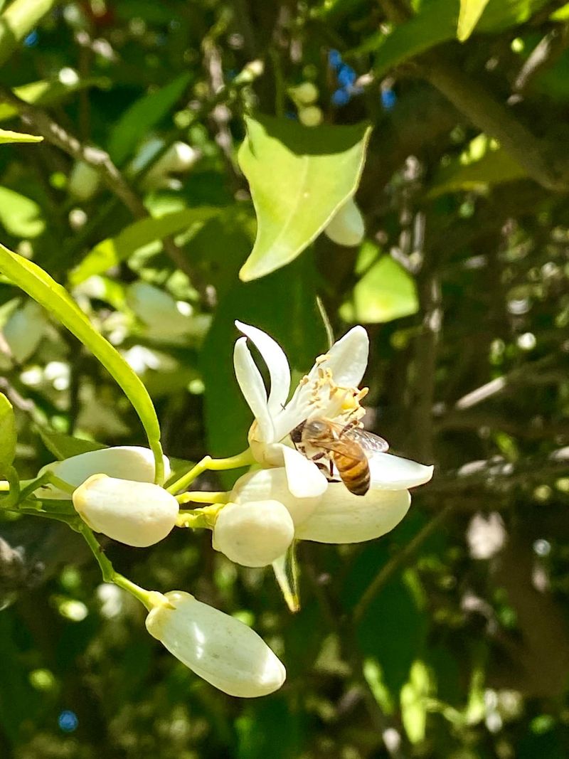Pollination Still Needs Attention Pollination Still Needs Attention