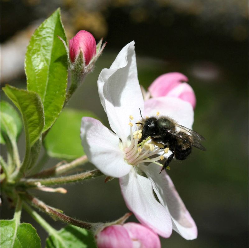 Pollination Was Patchy