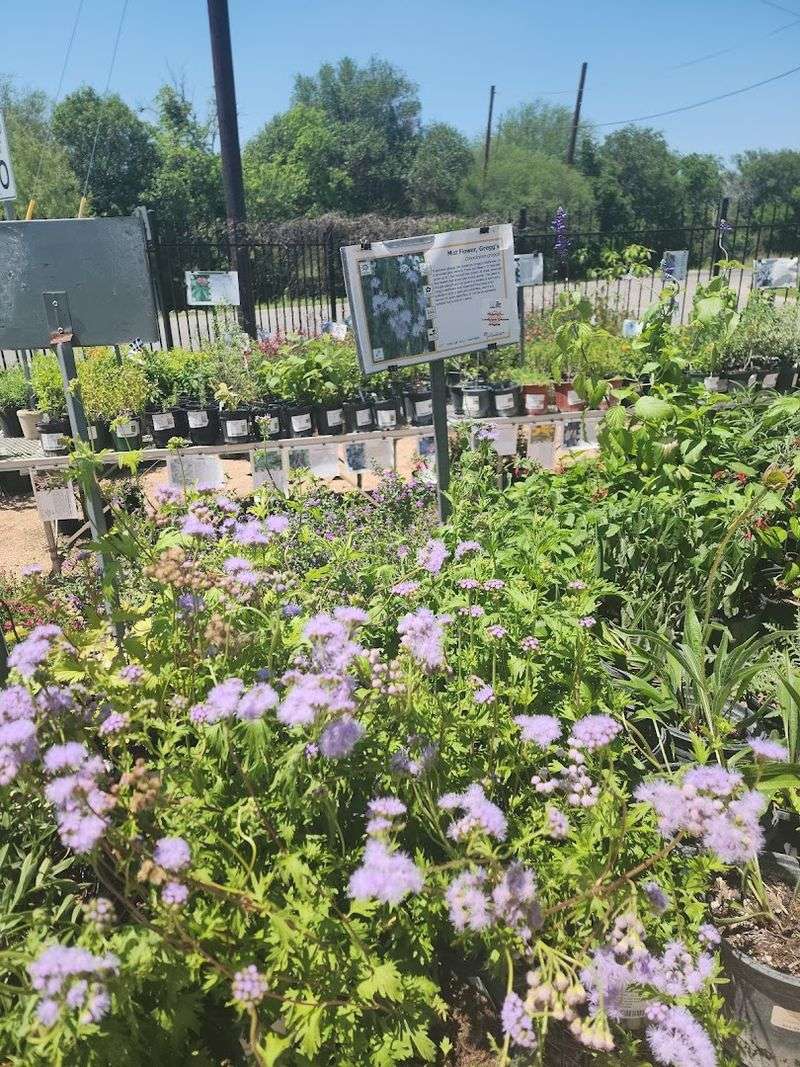 Pollinatives - Converse / San Antonio Area Pollinatives - Converse / San Antonio Area