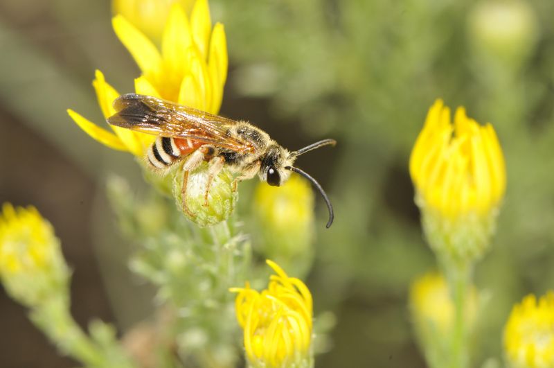 Pollinator Activity May Shift To Cooler Hours Pollinator Activity May Shift To Cooler Hours