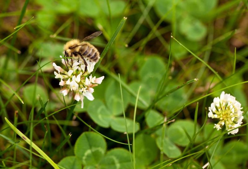 Pollinator Lawns Need More Than One Blooming Weed Pollinator Lawns Need More Than One Blooming Weed