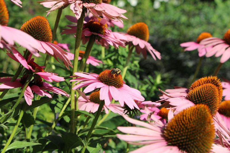 Pollinator Plots Are Boosting Yields Across Gardens Pollinator Plots Are Boosting Yields Across Gardens