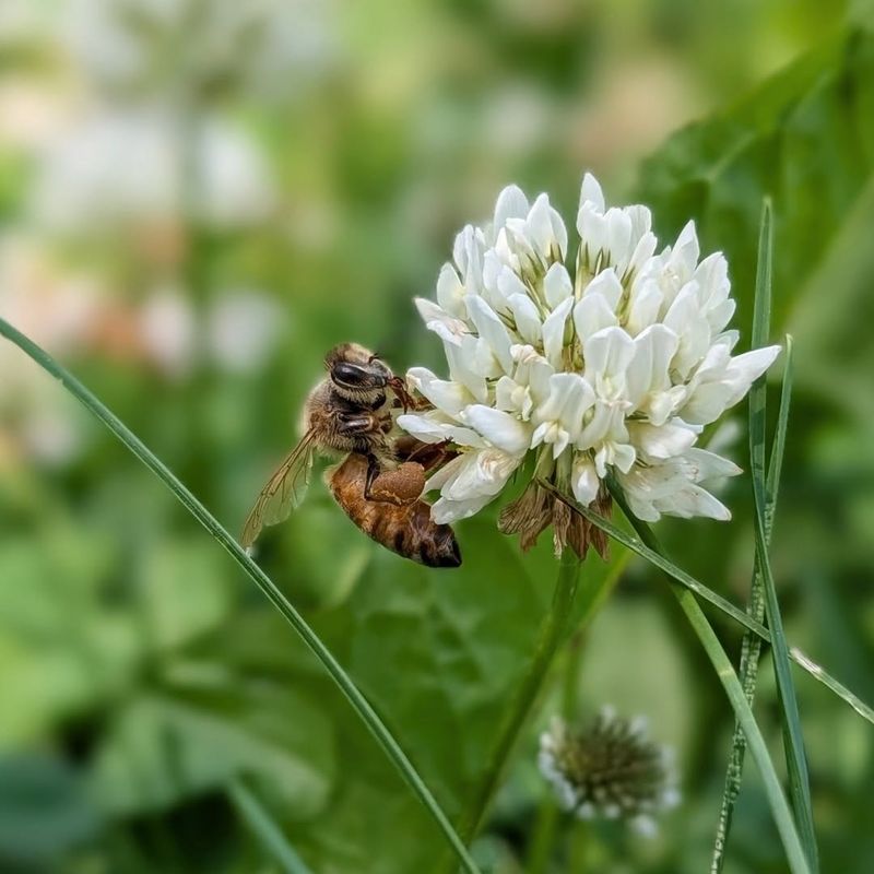 Pollinators Benefit When Clover Blooms
