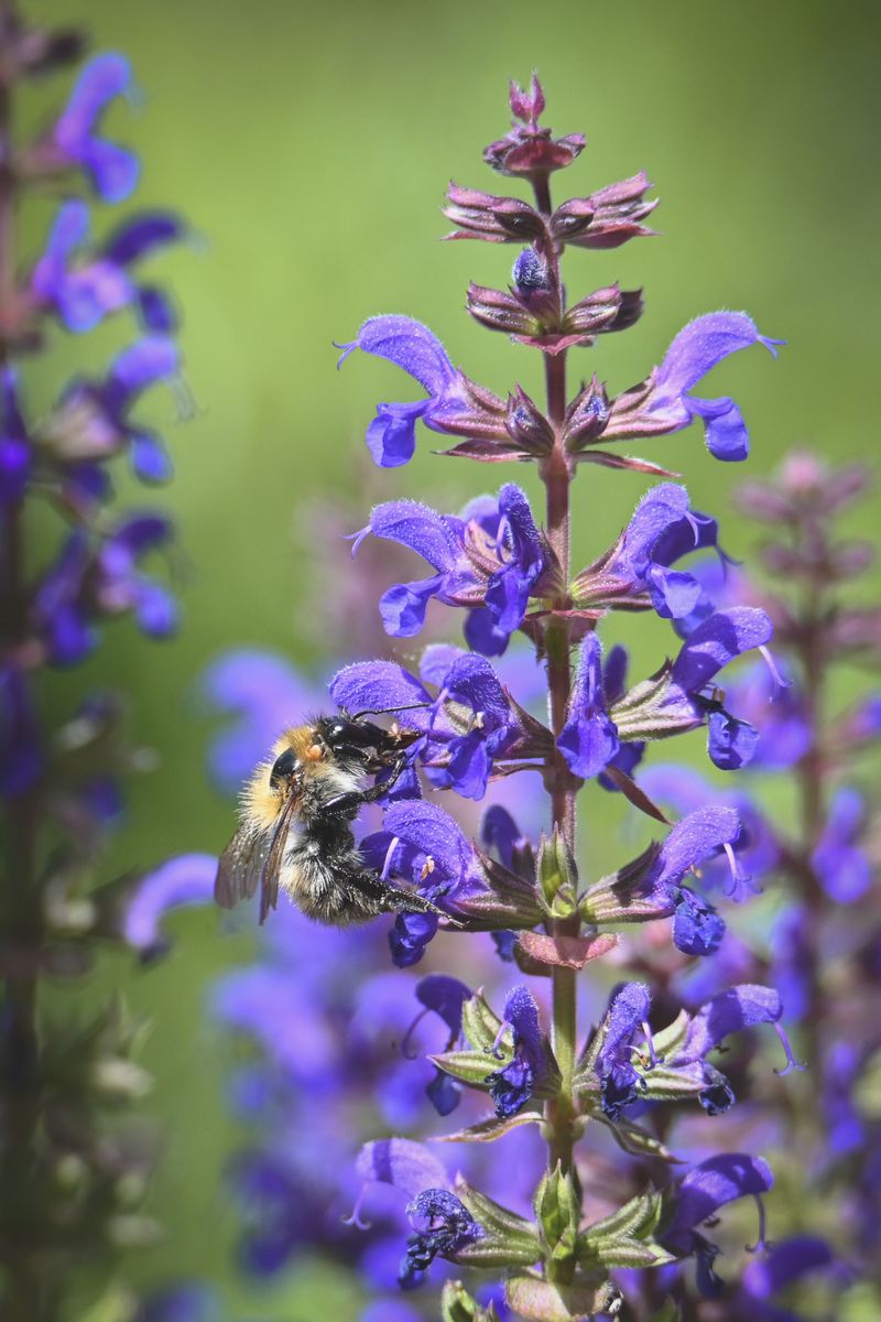 Pollinators Drawn To Sage's Early Blooms Pollinators Drawn To Sage's Early Blooms