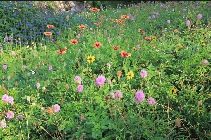 Pollinators Find The Flowers Before The Neighbors Do Pollinators Find The Flowers Before The Neighbors Do