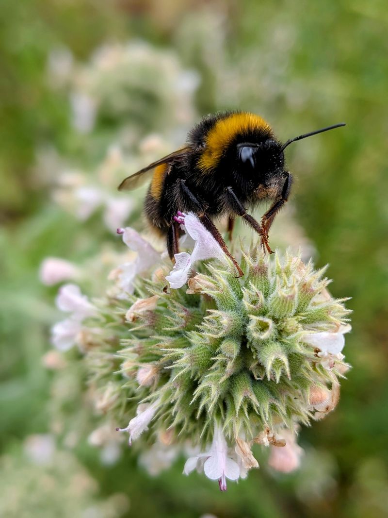 Pollinators Like It More Than Mosquitoes Do