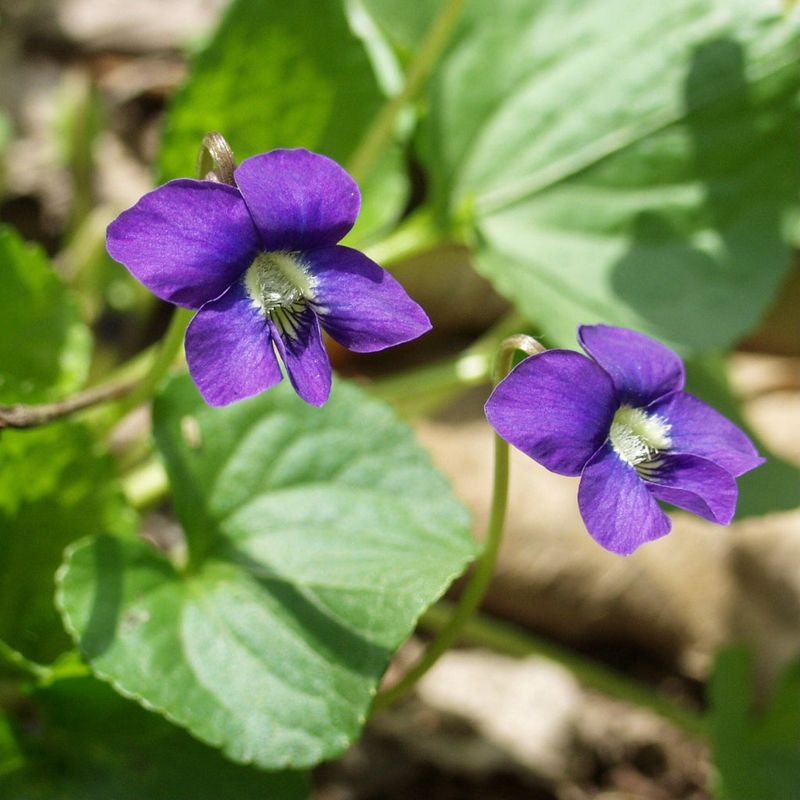 Pollinators Use The Early Blooms