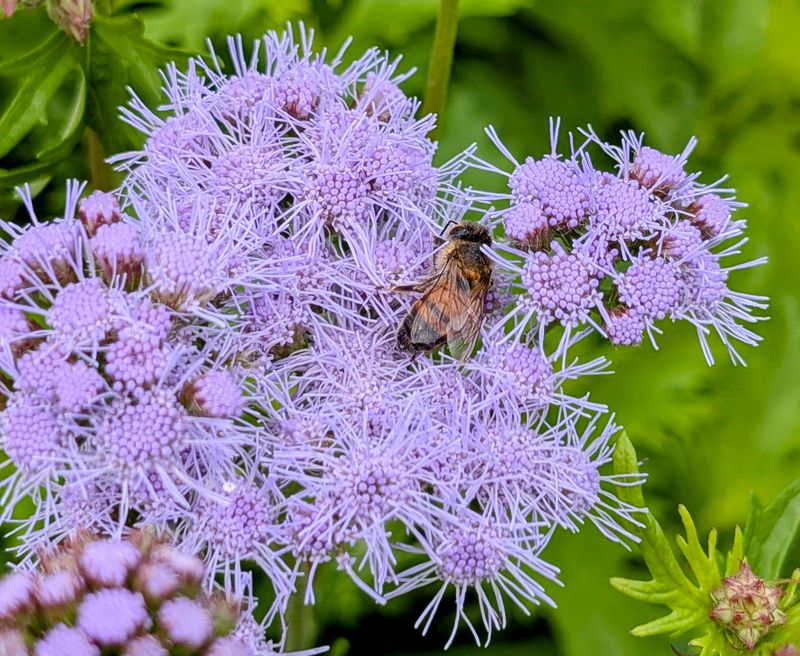 Pollinators Visit The Flowers For Weeks