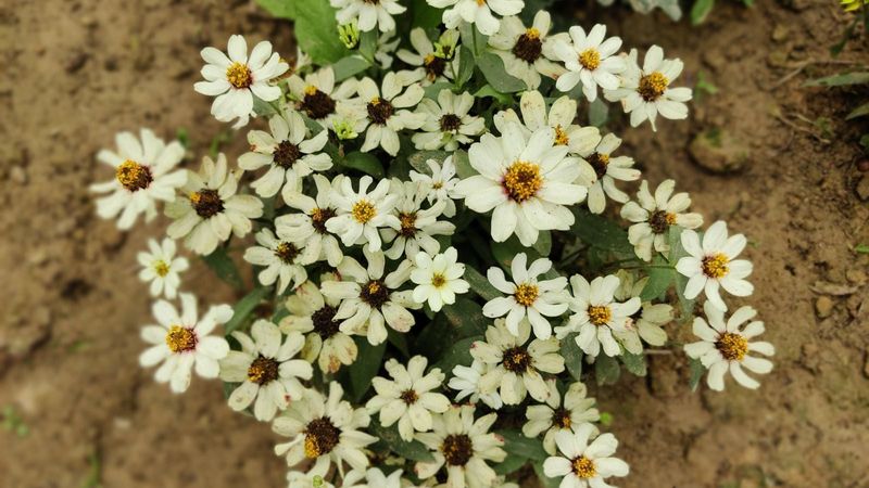 Pollinators Visit The Flowers Throughout The Season Pollinators Visit The Flowers Throughout The Season