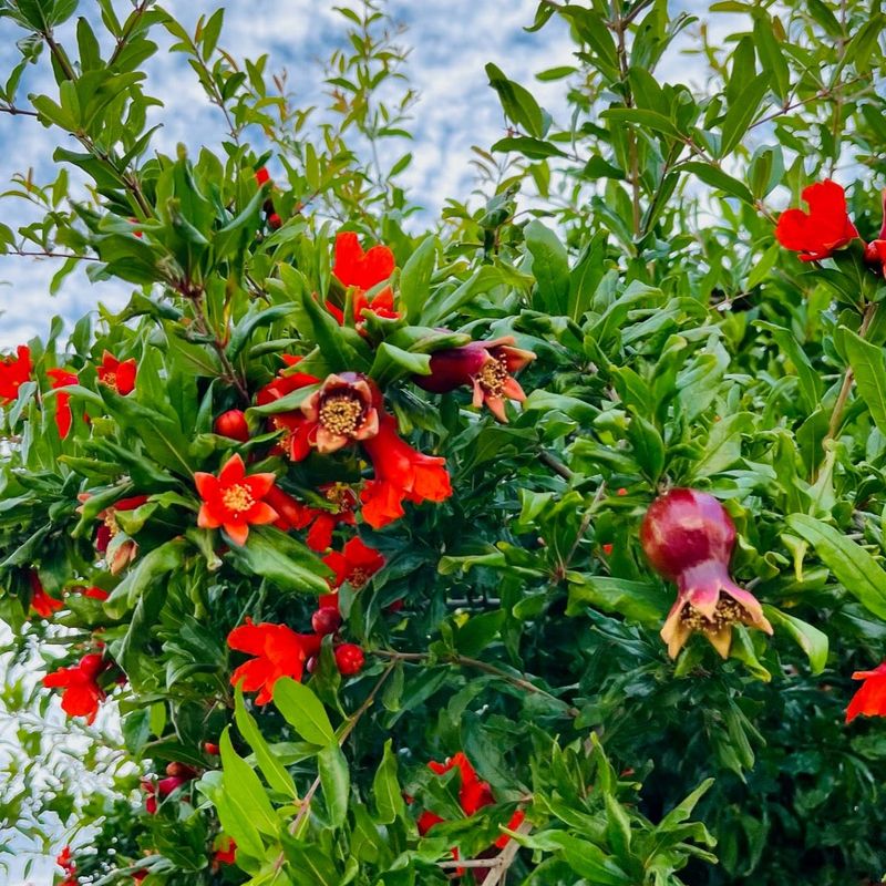 Pomegranate Adds Showy Blooms Before Fruit Pomegranate Adds Showy Blooms Before Fruit