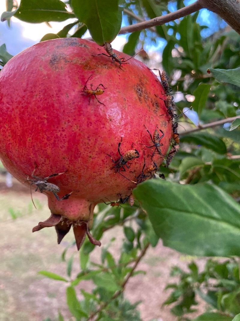 Pomegranates Can Hide Damage Inside