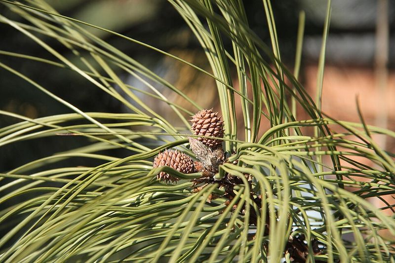 Ponderosa Pine Ponderosa Pine