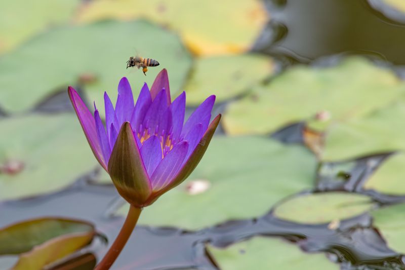 Ponds Support Overheated Pollinators