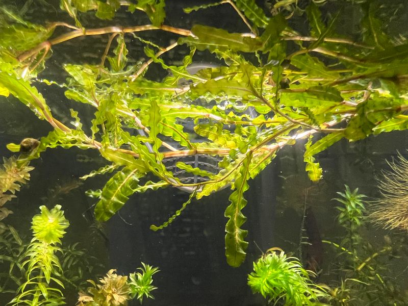 Pondweed Removal Requires Care Pondweed Removal Requires Care