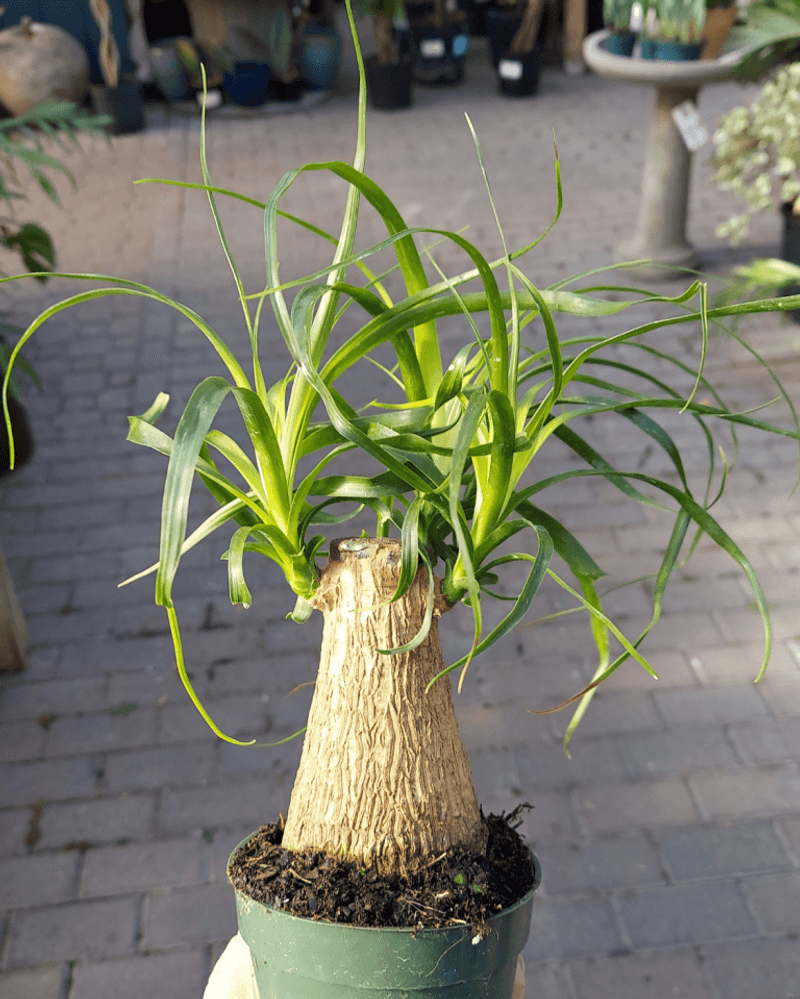 Ponytail Palm Looks Sculptural In A Porch Container