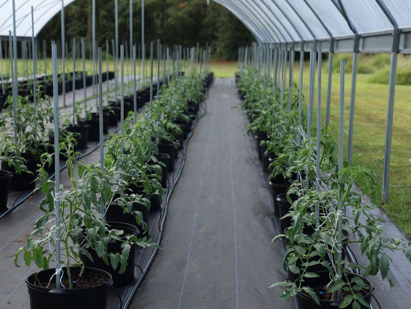 Poor Airflow Traps Heat Around Blooms