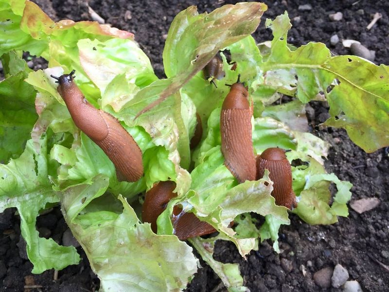 Poor Drainage Keeps The Bed Slug Friendly Poor Drainage Keeps The Bed Slug Friendly