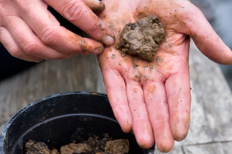 Poor Drainage Stresses The Roots Poor Drainage Stresses The Roots