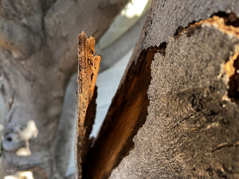 Poor Irrigation Can Make Bark Injury Worse Poor Irrigation Can Make Bark Injury Worse