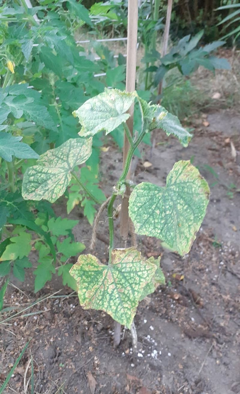 Poor Nutrition Weakens The Vines Poor Nutrition Weakens The Vines