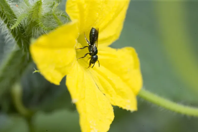 Poor Pollination During Cool, Rainy, Or Cloudy Weather Poor Pollination During Cool, Rainy, Or Cloudy Weather