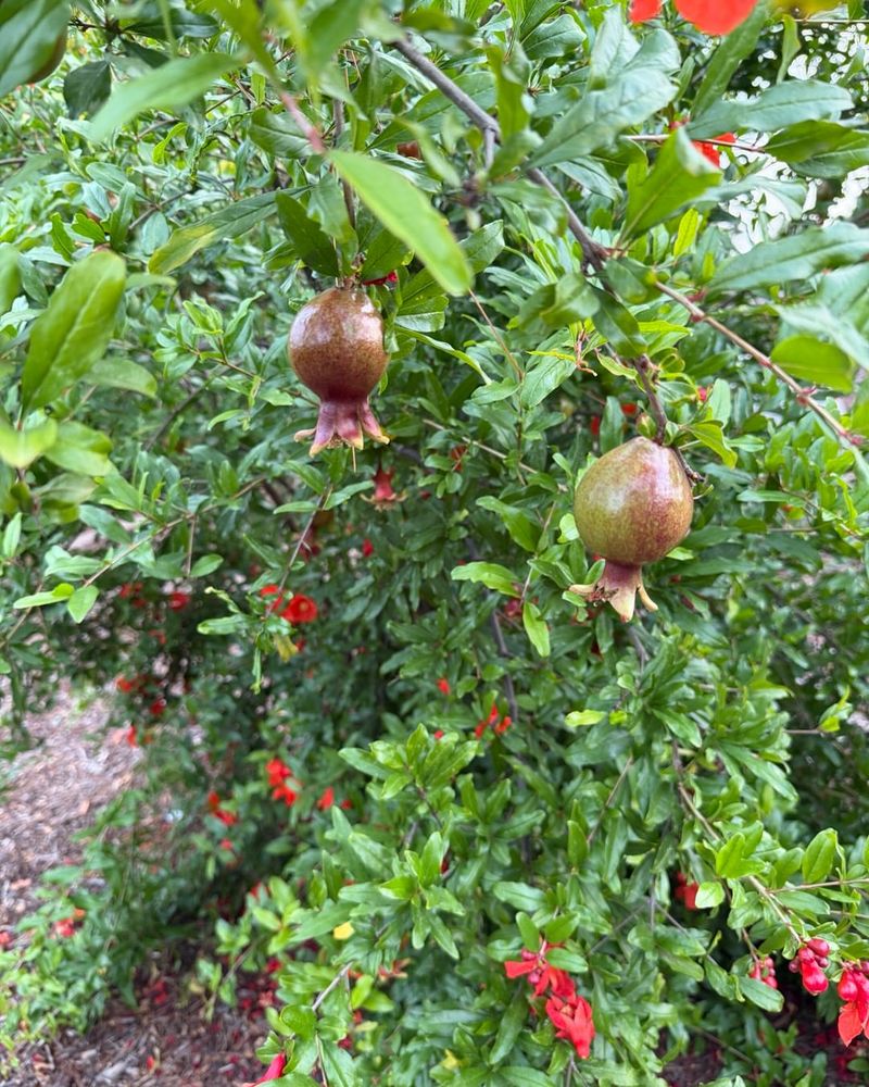 Poor Pollination Leads To Fruit Loss