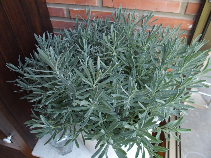 Poor Timing Can Reduce Next Season's Flowers Poor Timing Can Reduce Next Season's Flowers