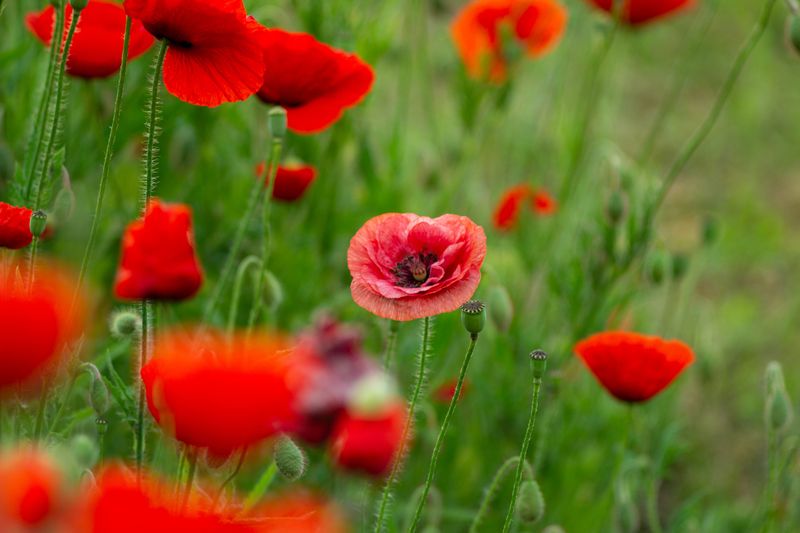 Poppy Poppy