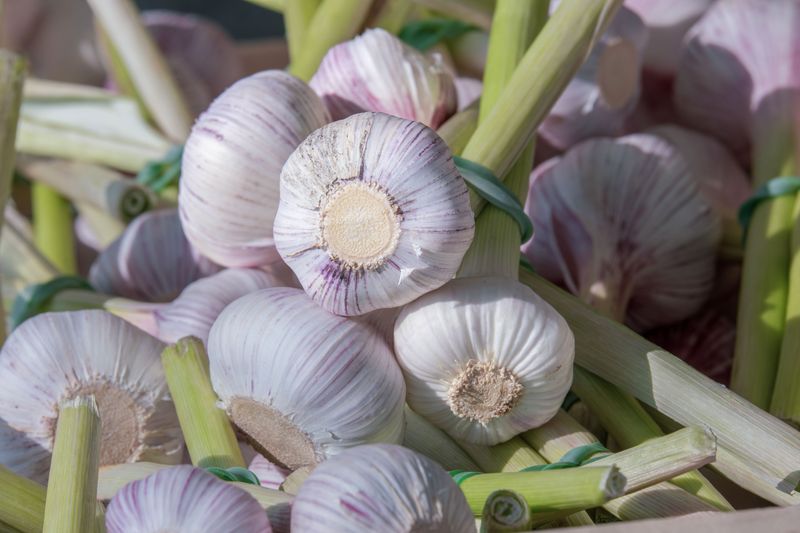 Popular Hardneck Varieties Sell Out Fastest Each Season Popular Hardneck Varieties Sell Out Fastest Each Season