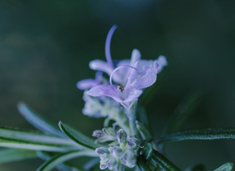 Popular Varieties 'Lockwood De Forest' And 'Blue Boy'