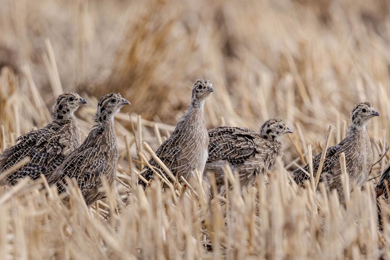 Populations Stay Naturally Controlled