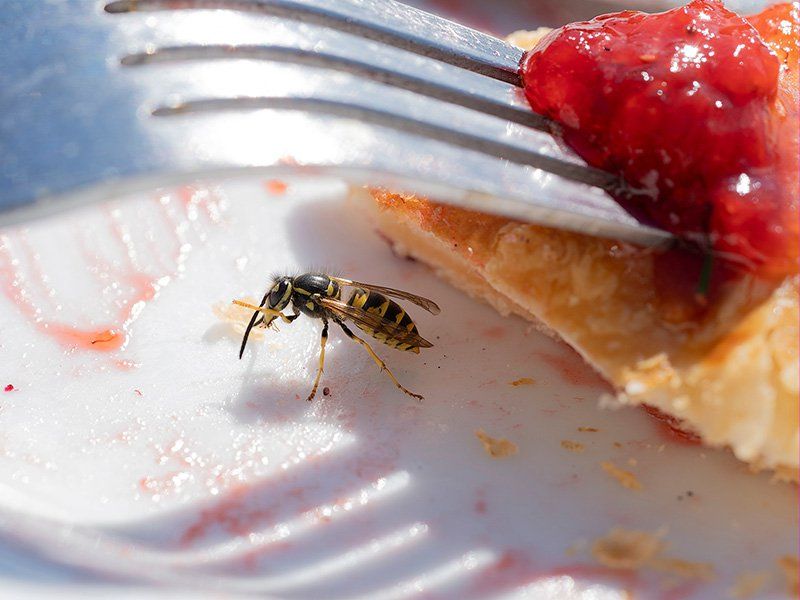 Porch Drinks And Food Need Attention