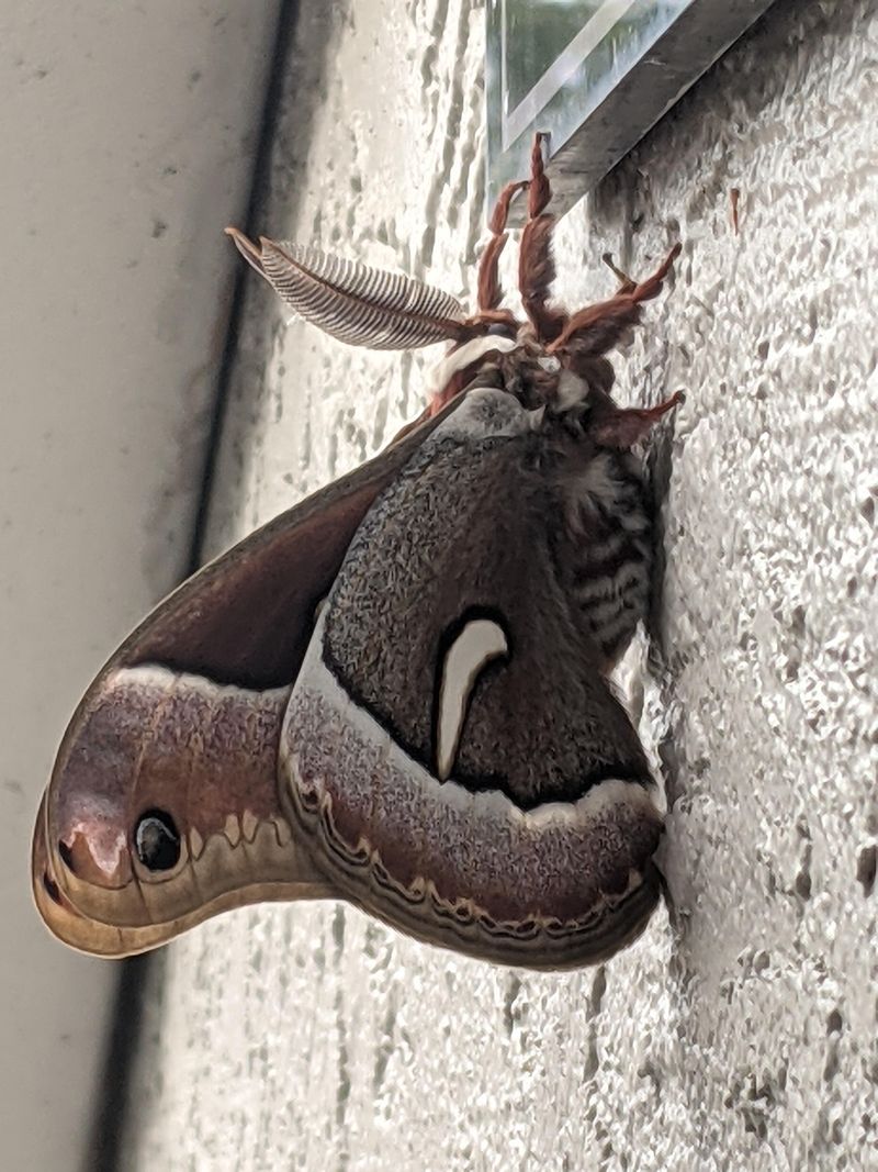 Porch Lights Can Pull Moths Off Course Porch Lights Can Pull Moths Off Course