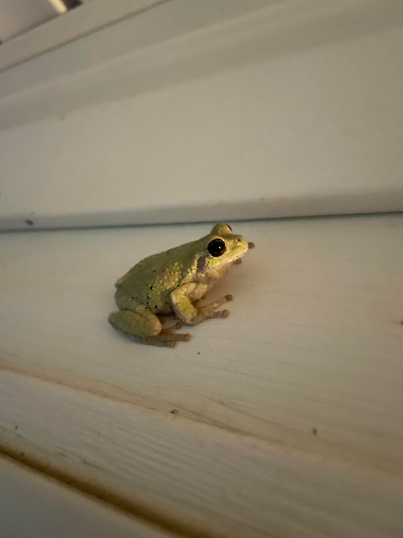 Porch Lights Pulled In Insects