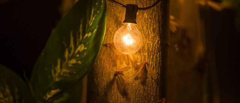 Porch Lights Pulling In Night Insects Porch Lights Pulling In Night Insects