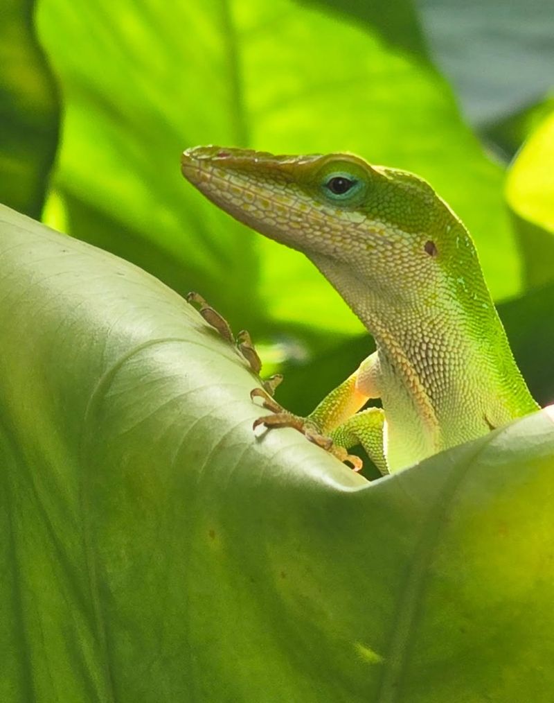 Porch Plants Create Elevated Hunting Perches