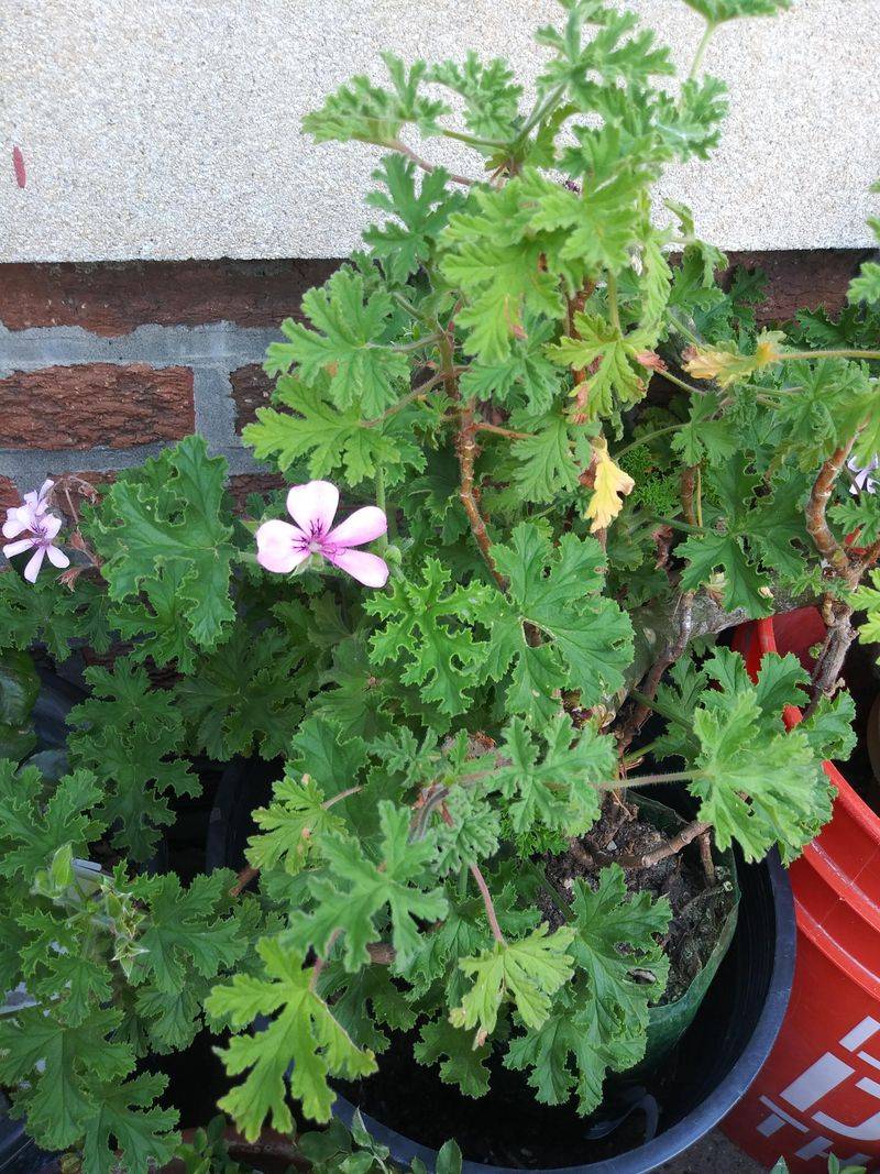 Porch Pots Need Less Organic Mush