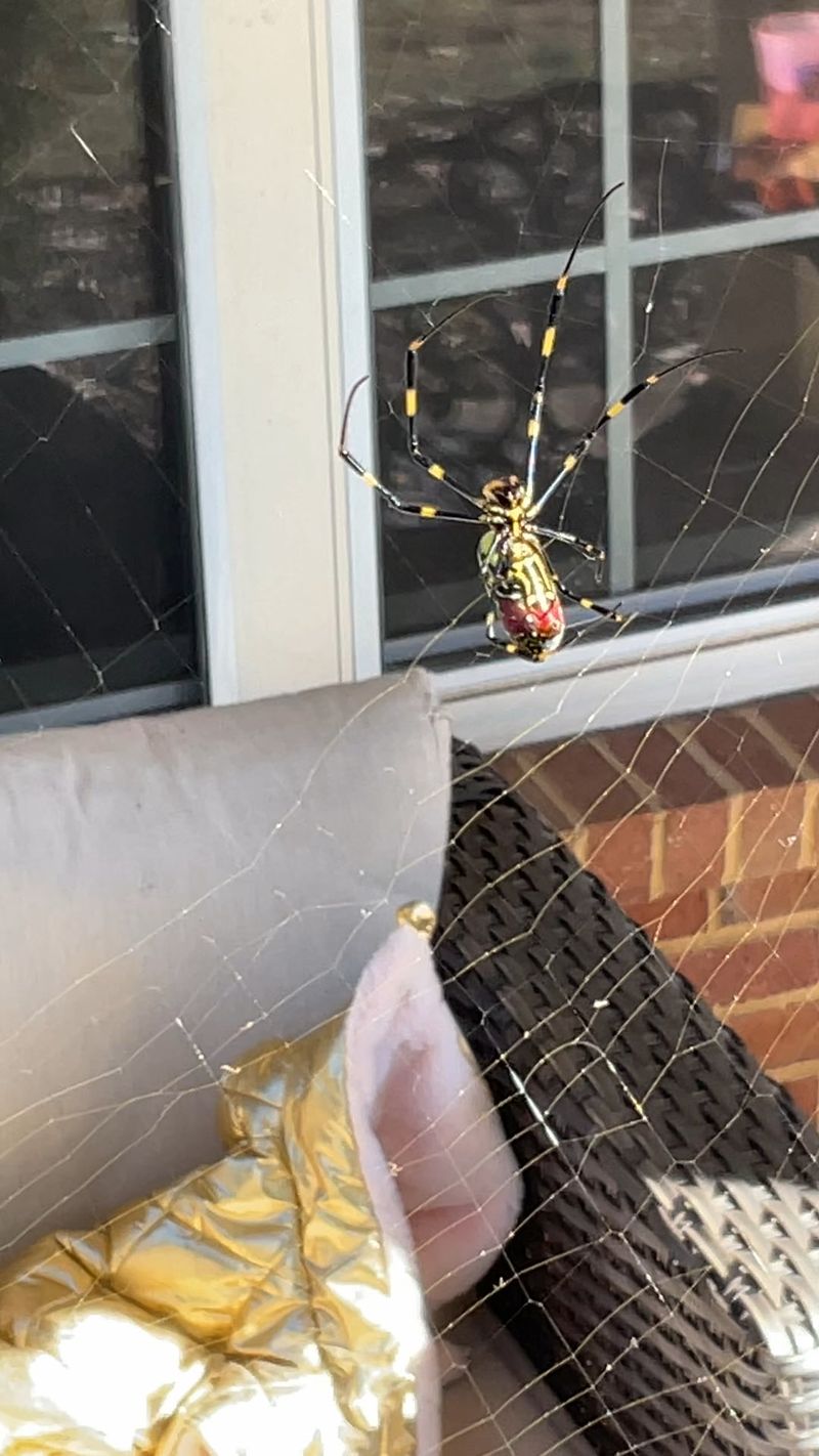 Porches Create Ideal Web-Building Conditions