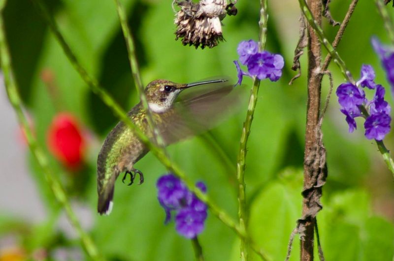 Porterweed Pulls In Pollinators