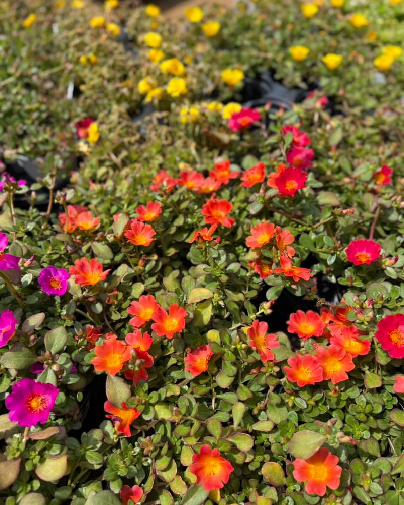 Portulaca Portulaca