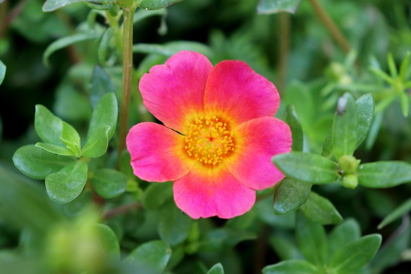 Portulaca Portulaca