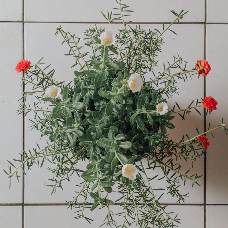 Portulaca