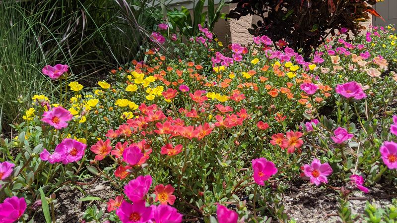 Portulaca Loves Hot Dry Pots