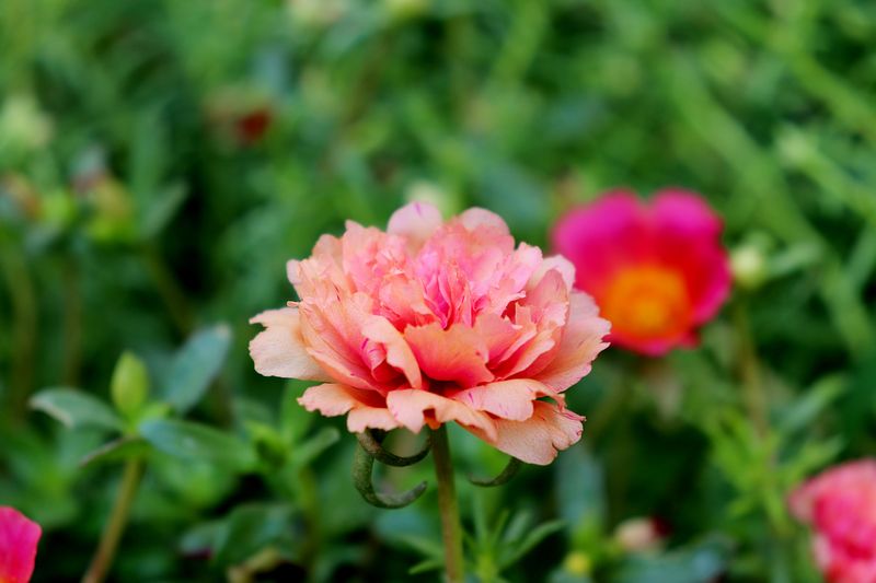 Portulaca (Moss Rose)