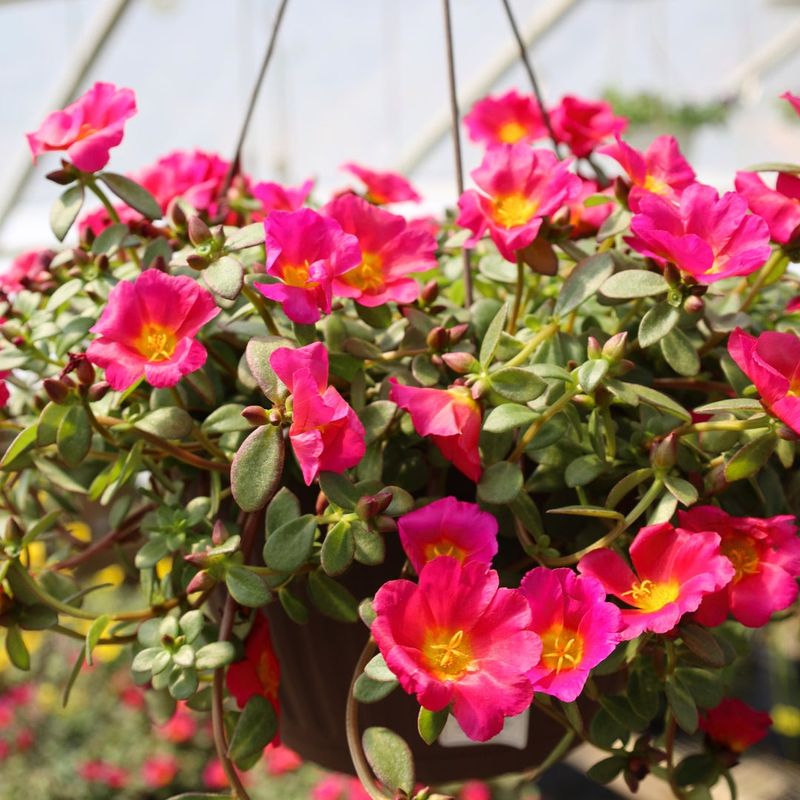 Portulaca