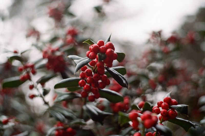 Possumhaw Holly (Ilex Decidua)